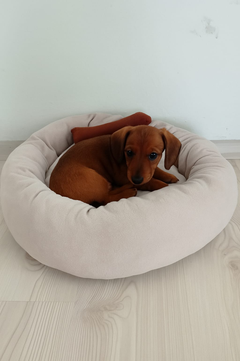 köpek yatağı- küçük ve orta ırklar için